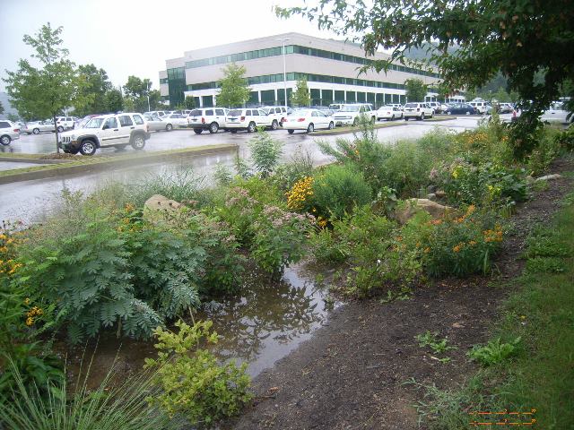 DEP rain garden with standing stormwater which will be absorbed by the plants to prevent runoff.
