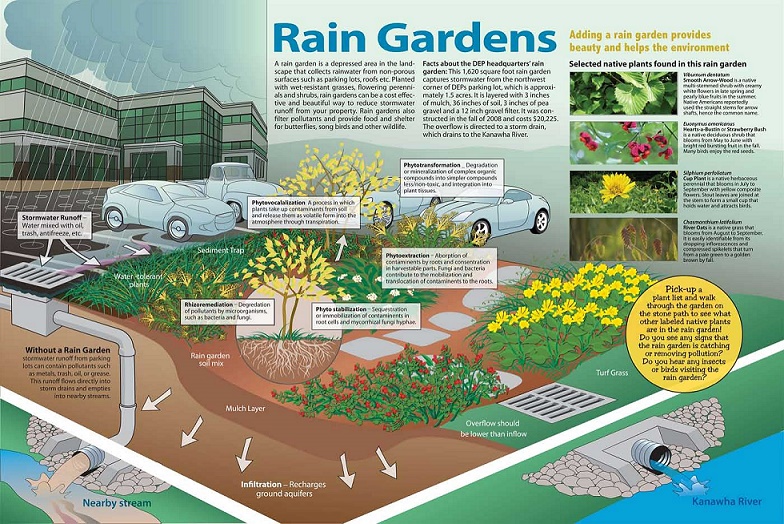 Infographic depicting photos of native plants in the WVDEP HQ rain garden. The image and text is too small to be legible