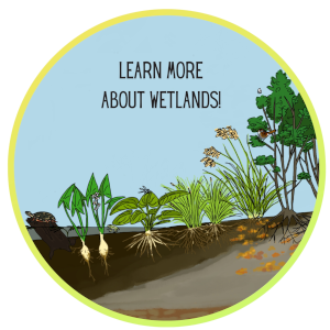 Drawing of wetlands plants with the text 'Learn more about wetlands'