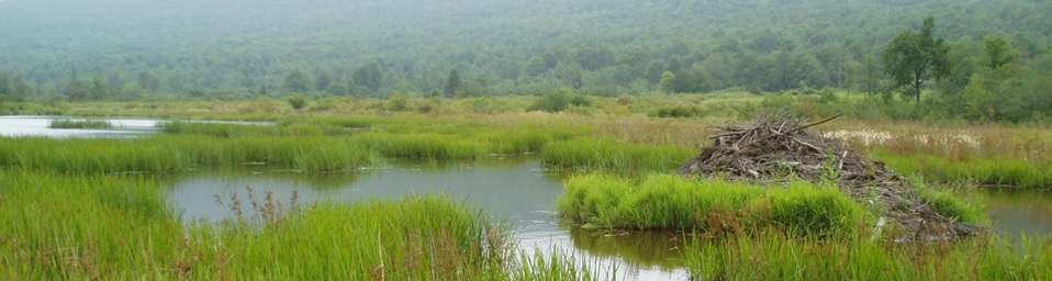 Stream flowing through native grasses depicting an example of a wetland