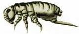 Collembola, also known as, Springtails