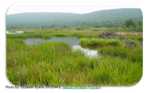 Wetland with native grasses in the foreground and a beaver dam in the background
