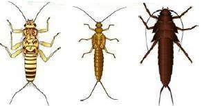 Opiniones de Plecoptera