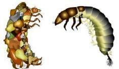 Trichoptera, also known as, Caddisflies