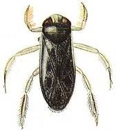 Hemiptera, also known as, True Bugs