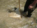 Benthic Kick